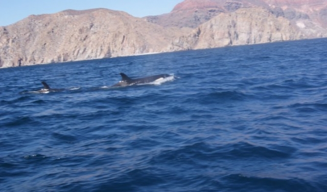 Orcas en Baja